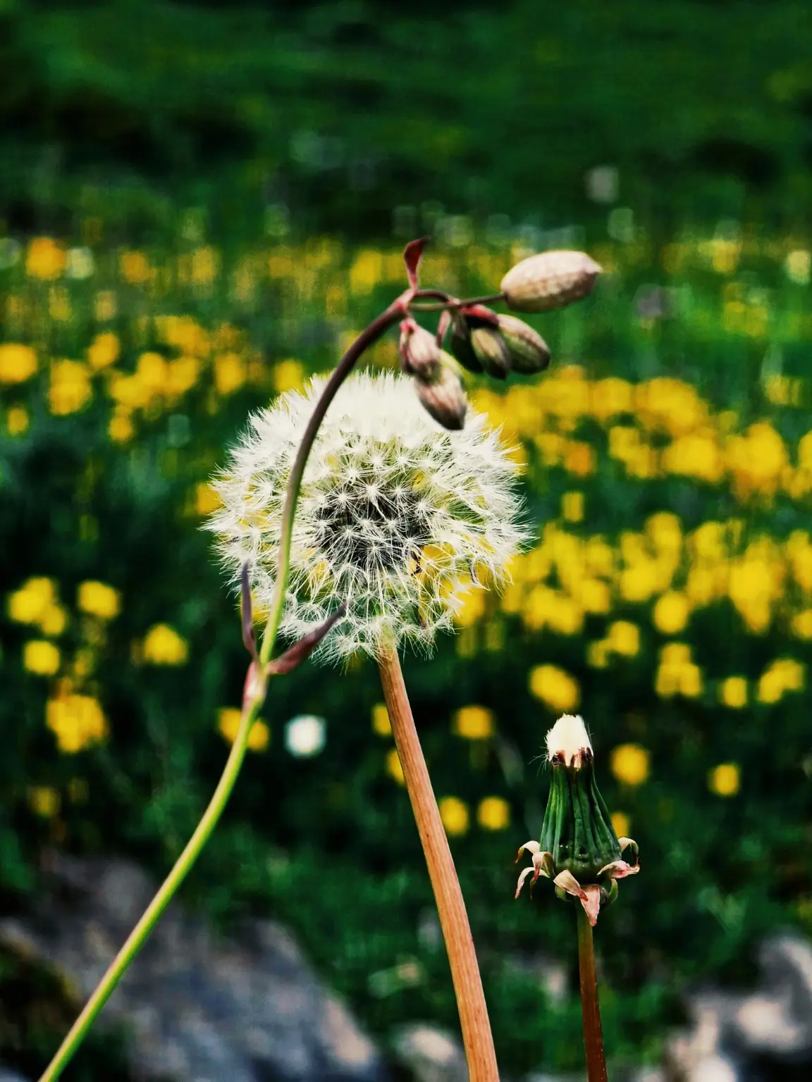 Dandelion seed head and buds against a field of yellow flowers
