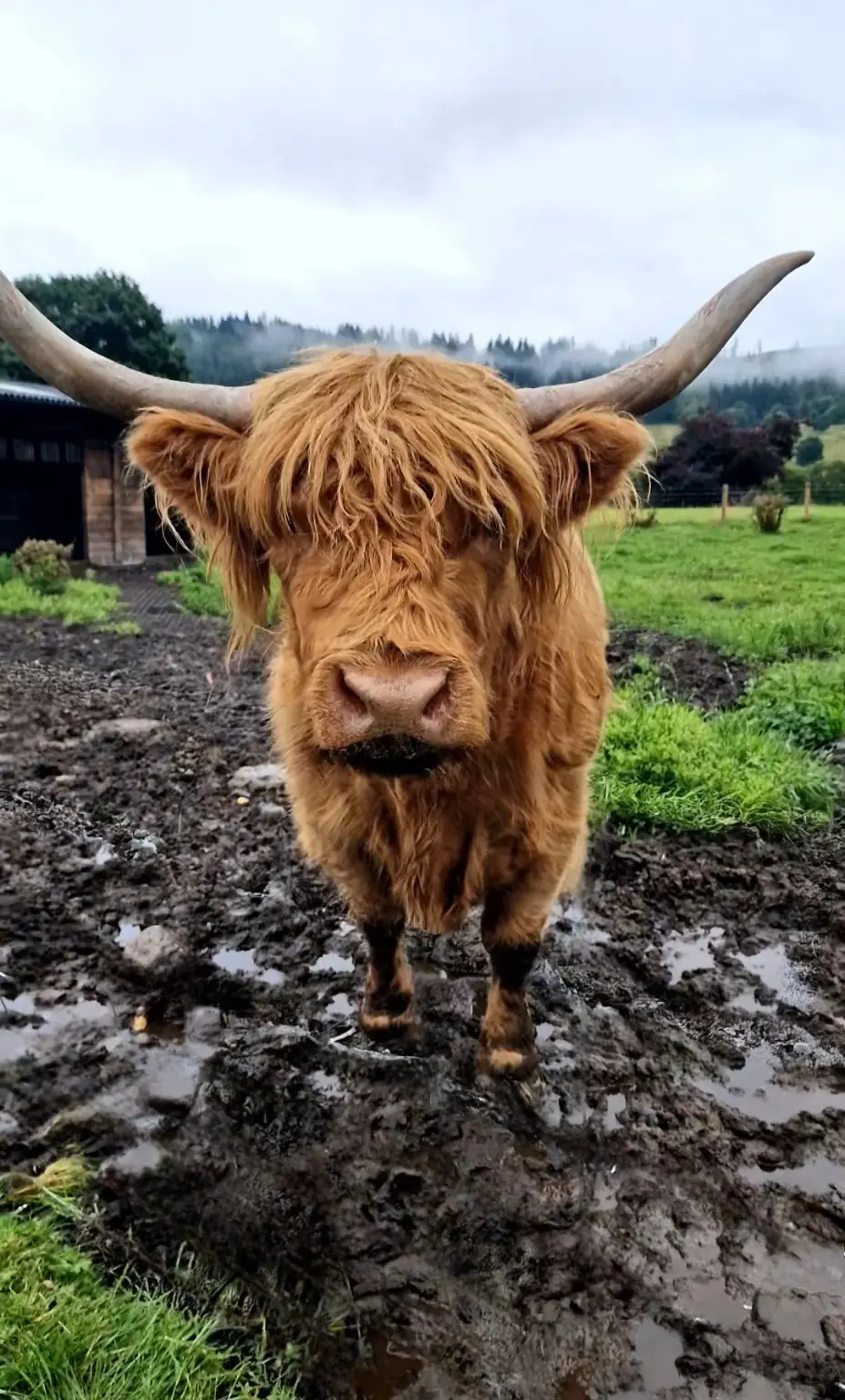 Highland cow standing in a muddy green pasture