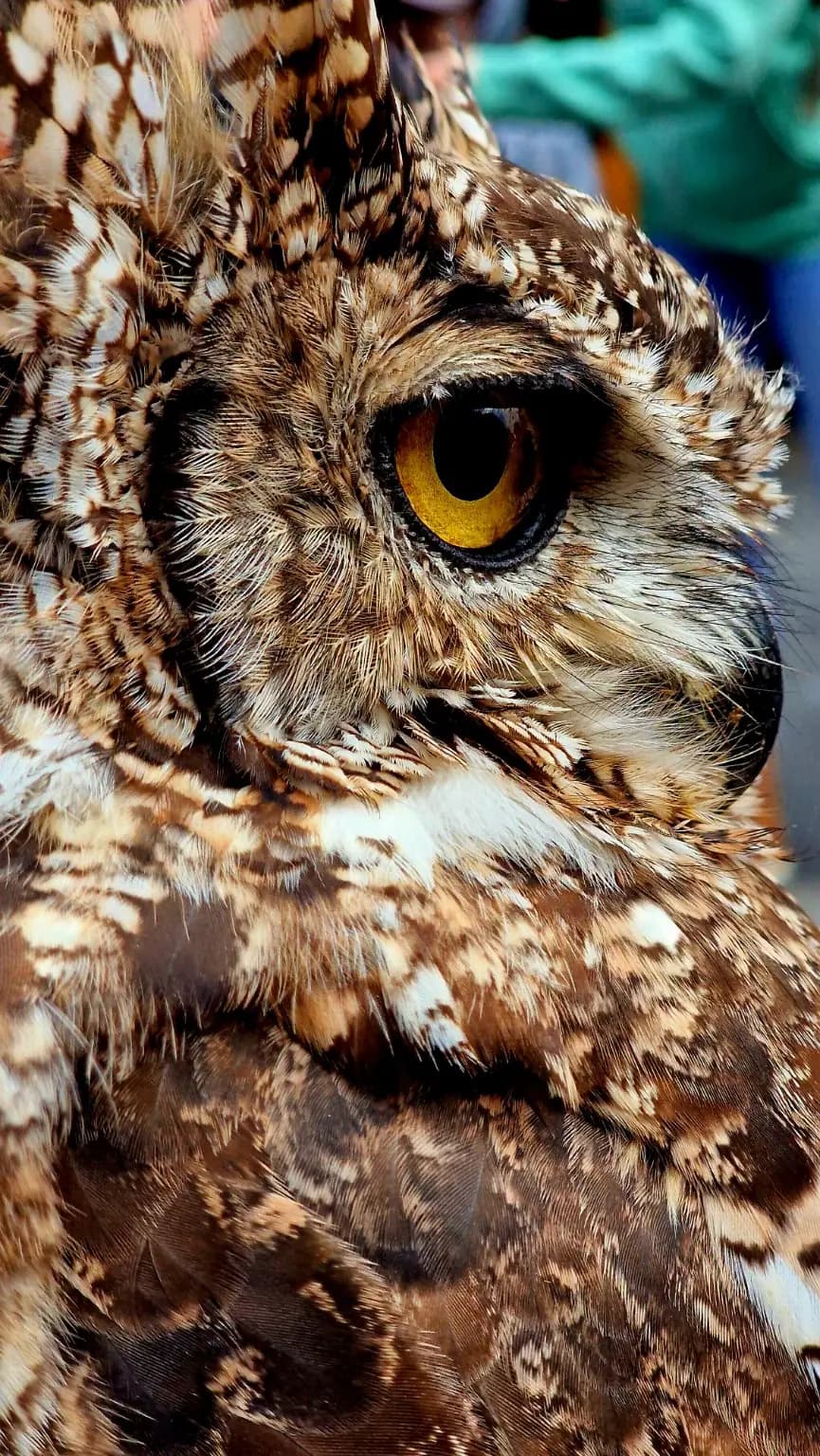 Close profile of an owl with a bright amber eye