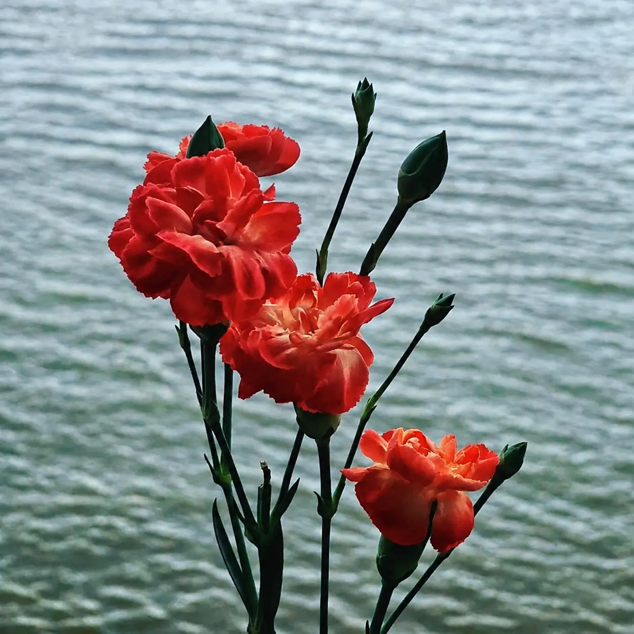 Red carnations silhouetted against rippling water