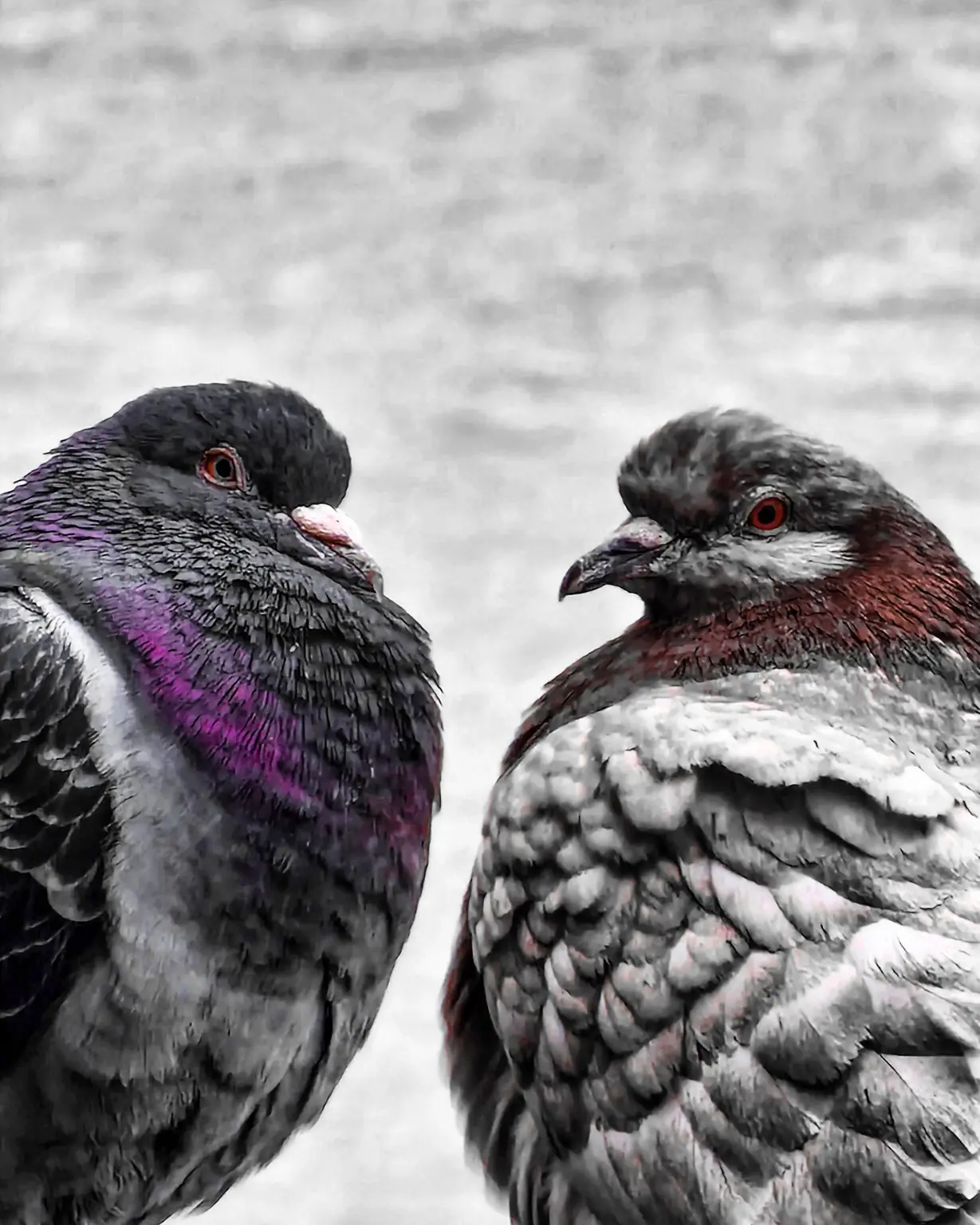 Two pigeons facing each other in close-up