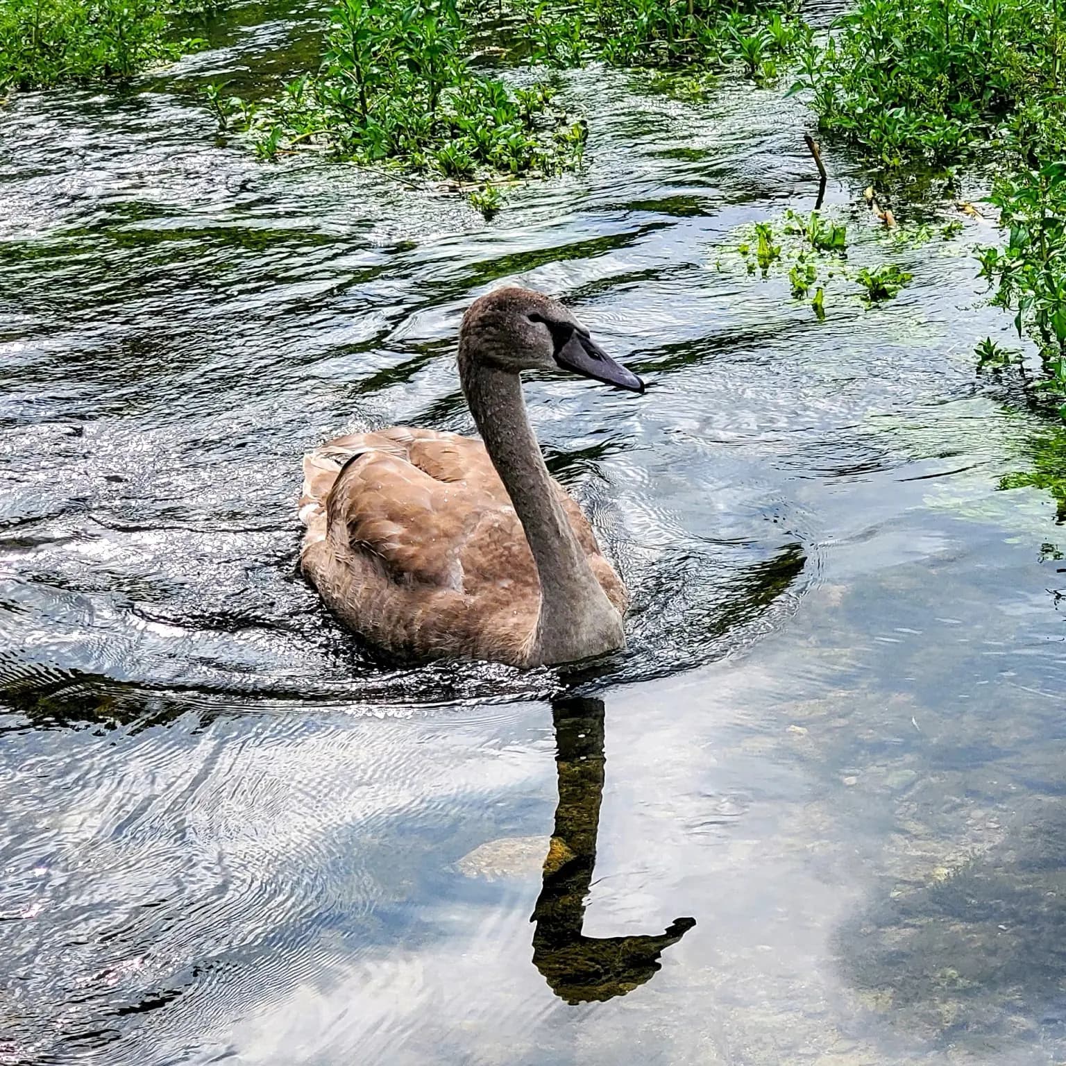 Young swan moving through water with a long reflection